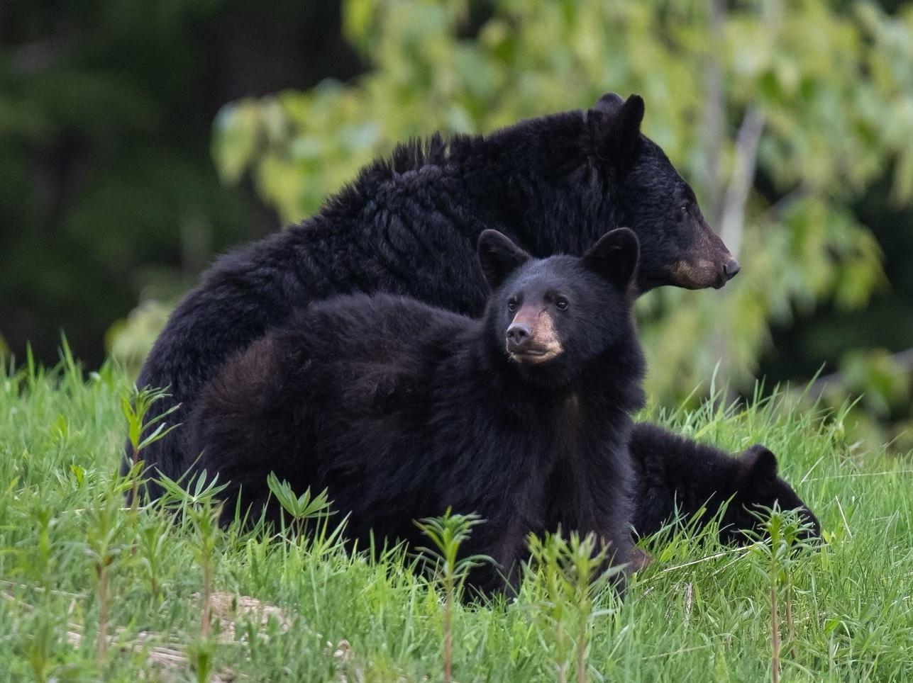 Summer Safety & Wildlife | Whistler Olympic Park